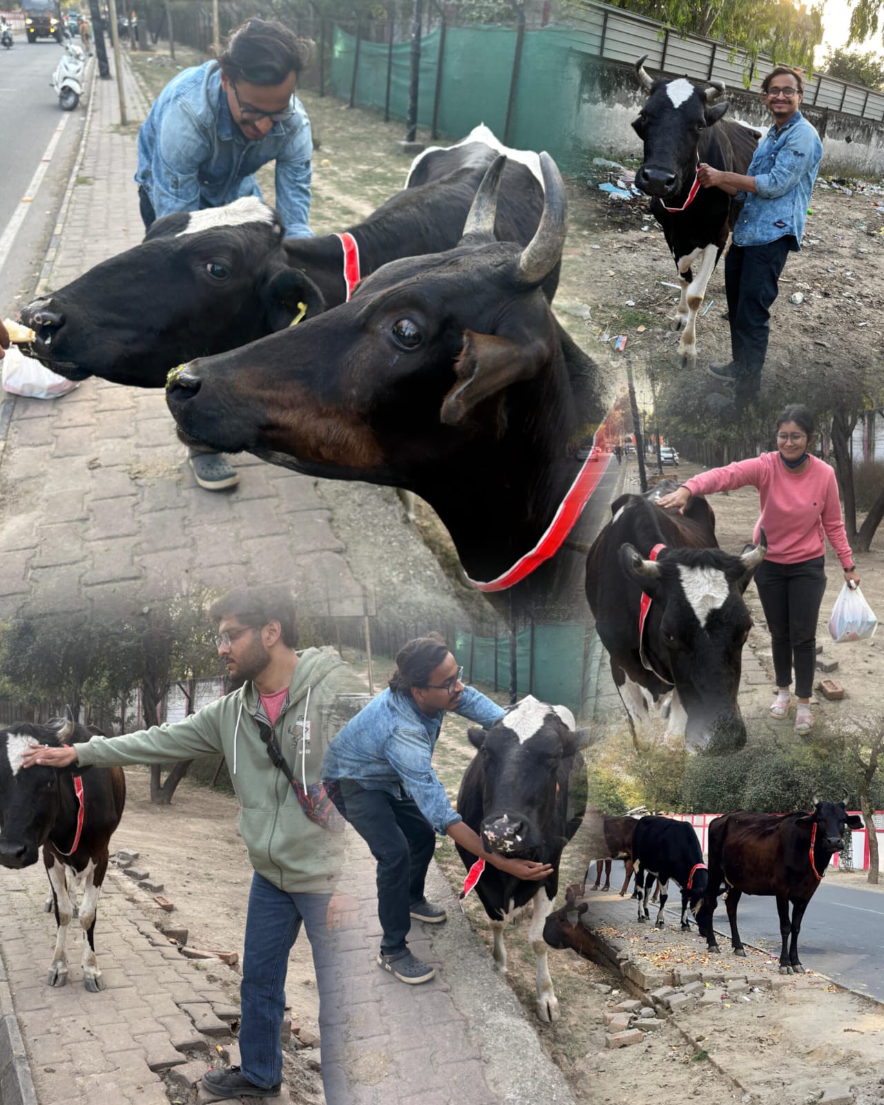 Animal care
