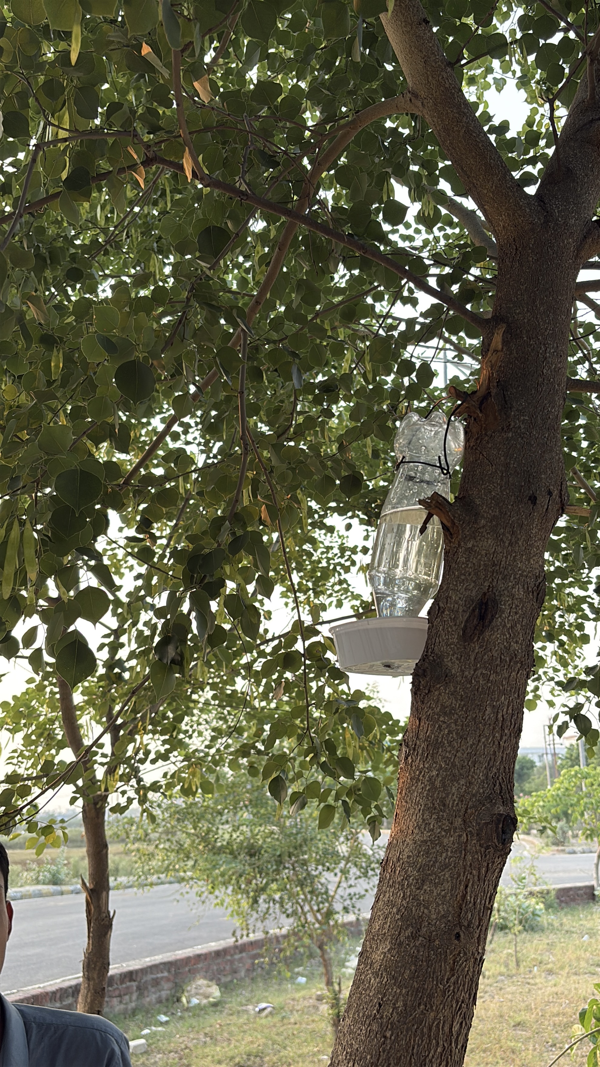 Bird feeder