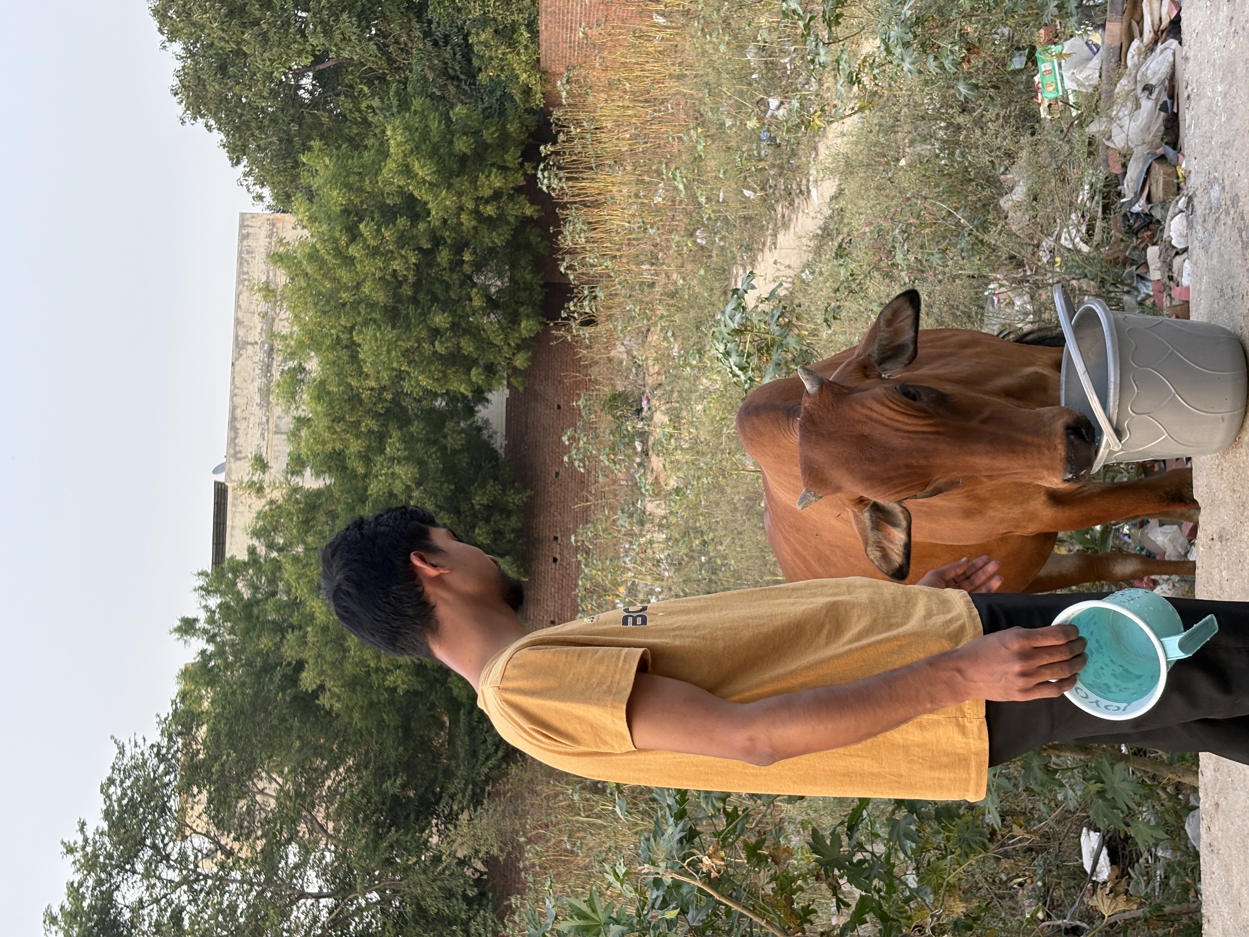 Animal water service