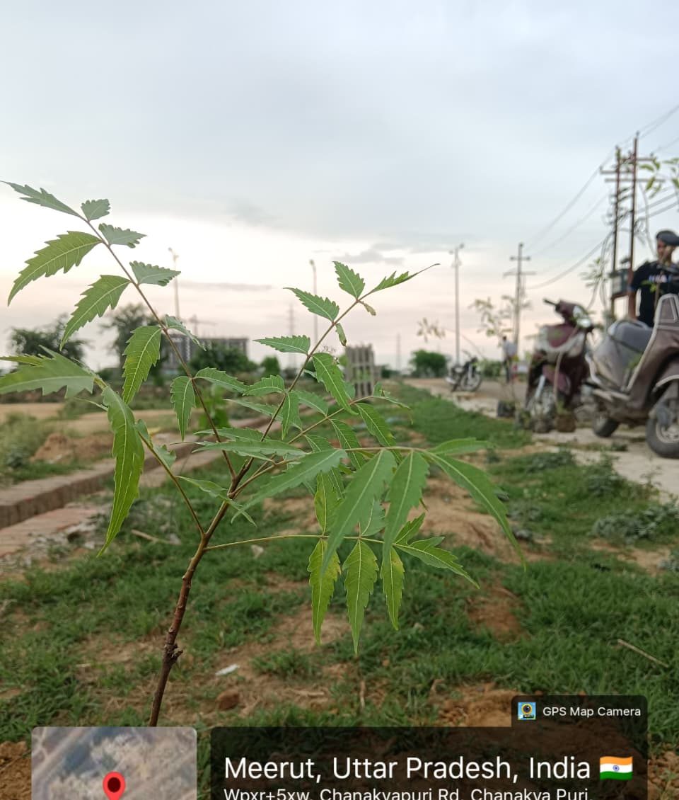 Tree plantation drive in Meerut